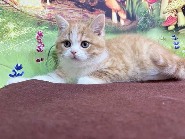 奈良県のスコティッシュフォールド (マルエスペット ヒルステップ生駒店/2026年1月31日生まれ/女の子/レッドタビーホワイト)の子猫の2枚目の画像