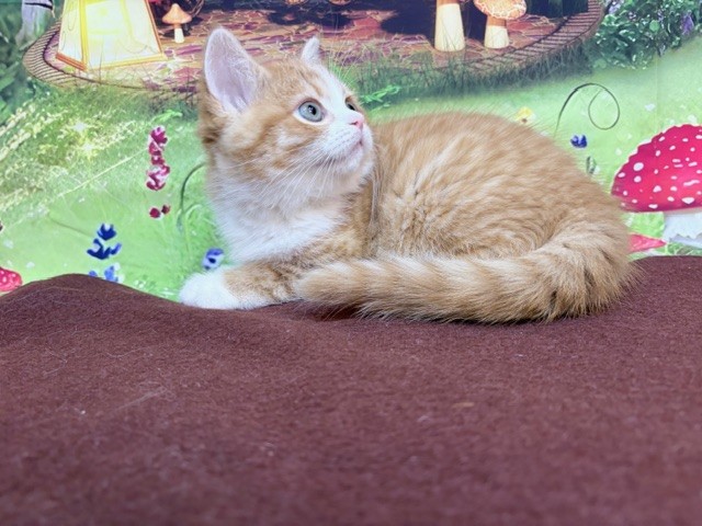 奈良県のスコティッシュフォールド (マルエスペット ヒルステップ生駒店/2026年1月31日生まれ/女の子/レッドタビーホワイト)の子猫の3枚目の画像