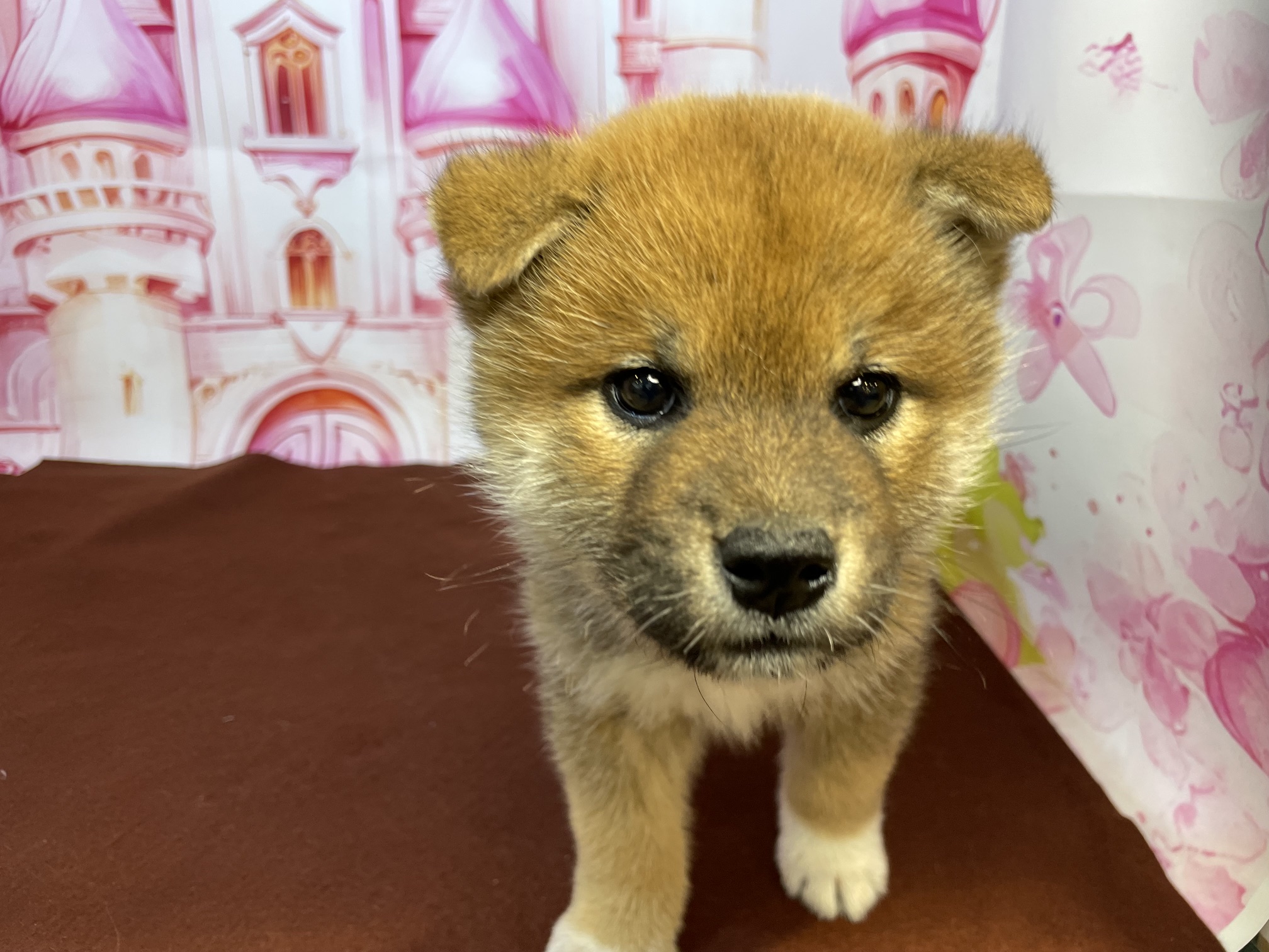 奈良県の柴犬(標準サイズ) (マルエスペット ヒルステップ生駒店/2026年2月2日生まれ/男の子/赤)の子犬の4枚目の画像