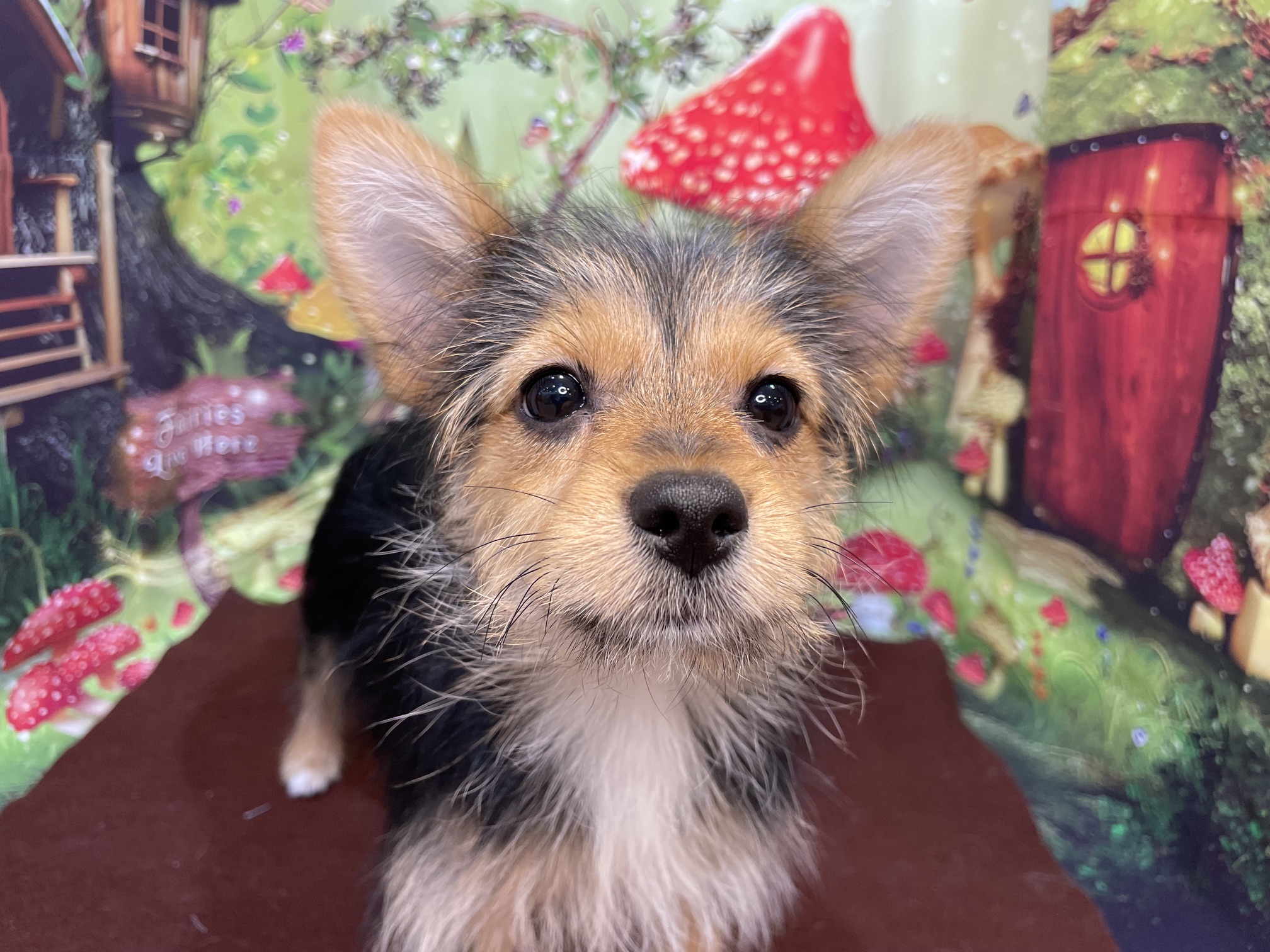 奈良県のポメキー(ポメラニアン×ヨークシャーテリア) (マルエスペット ヒルステップ生駒店/2025年12月10日生まれ/女の子/スチールブルータン)の子犬の4枚目の画像