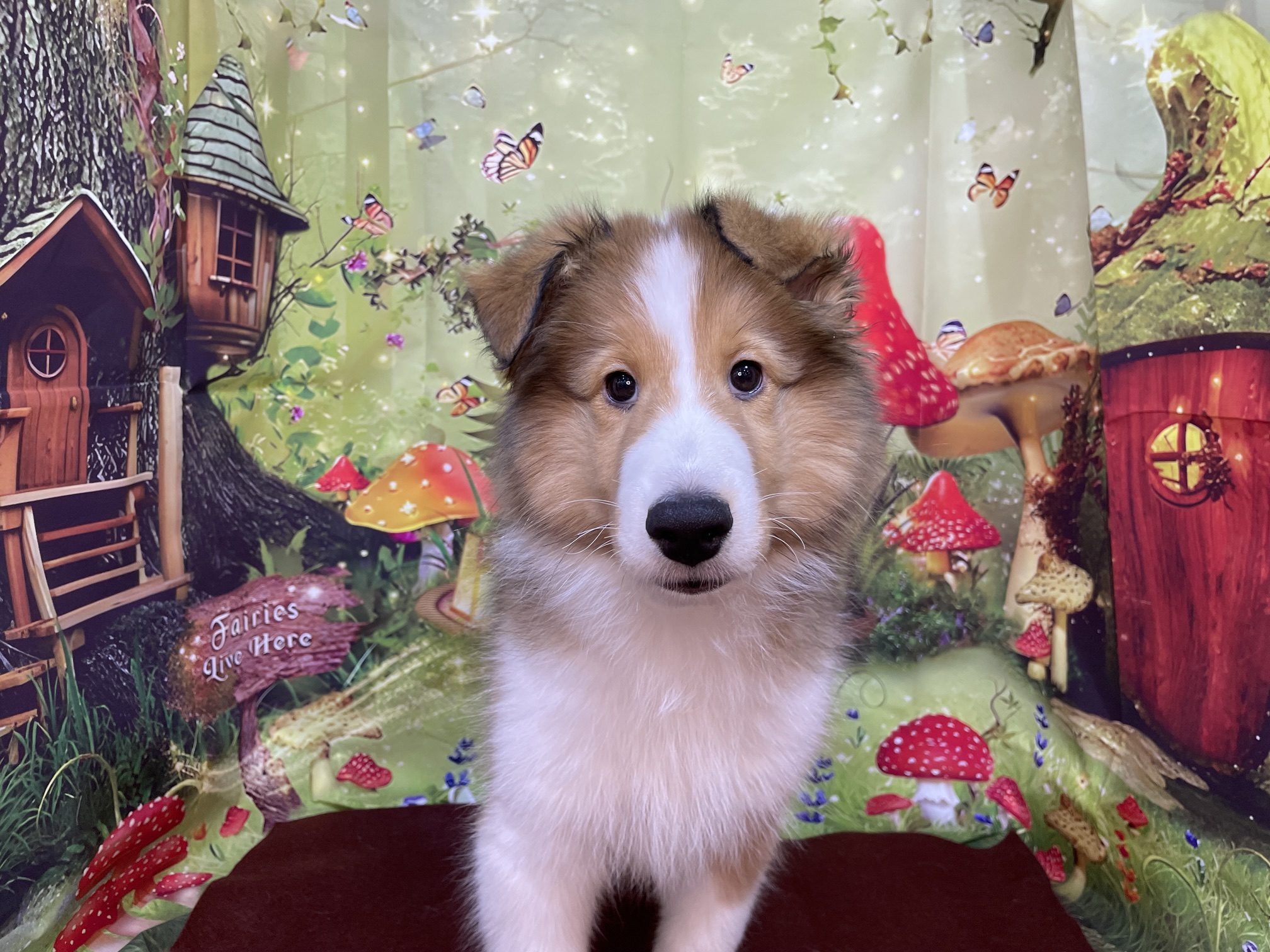 奈良県のシェットランドシープドッグ (マルエスペット ヒルステップ生駒店/2026年1月19日生まれ/男の子/セーブルホワイト)の子犬の4枚目の画像