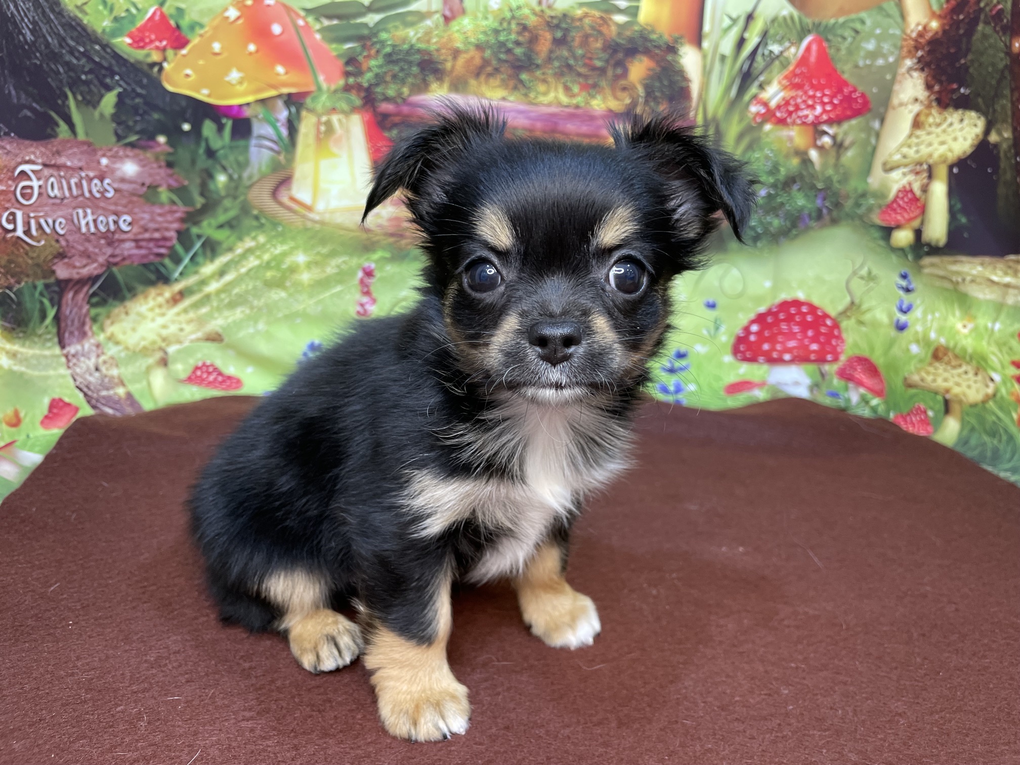 奈良県のチワワ(ロング) (マルエスペット ヒルステップ生駒店/2026年2月15日生まれ/女の子/ブラックタンホワイト)の子犬の4枚目の画像