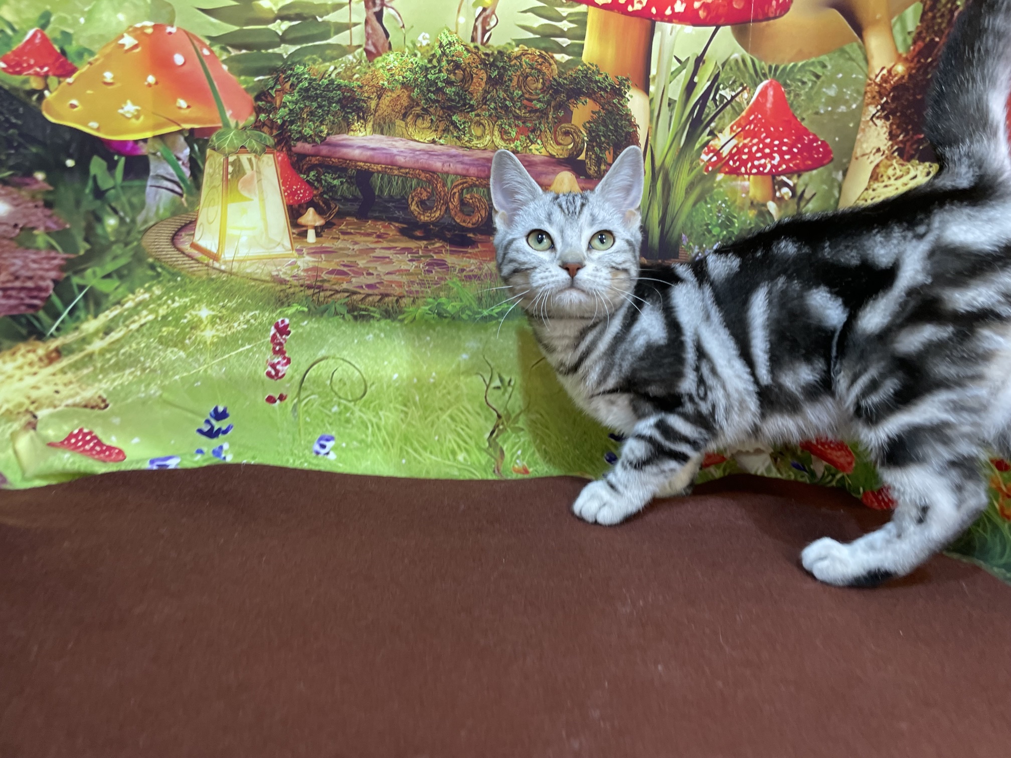 奈良県のアメリカンショートヘアー (マルエスペット ヒルステップ生駒店/2025年11月3日生まれ/女の子/シルバータビー)の子猫の4枚目の画像