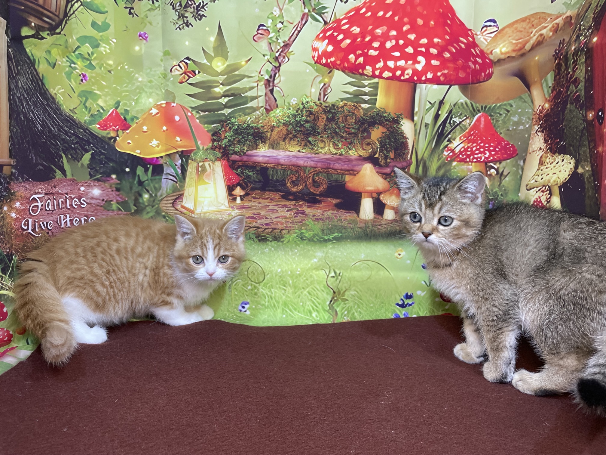 奈良県のスコティッシュフォールド (マルエスペット ヒルステップ生駒店/2026年1月31日生まれ/男の子/ブラウンマッカレルタビー)の子猫の4枚目の画像