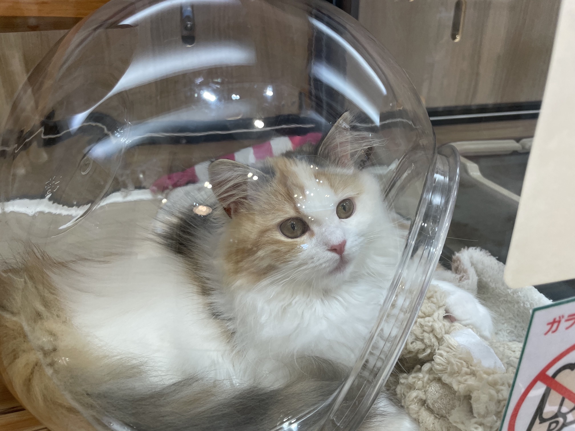 奈良県のラガマフィン (マルエスペット ヒルステップ生駒店/2025年12月9日生まれ/女の子/シルバーパッチドタビーホワイト)の子猫の4枚目の画像