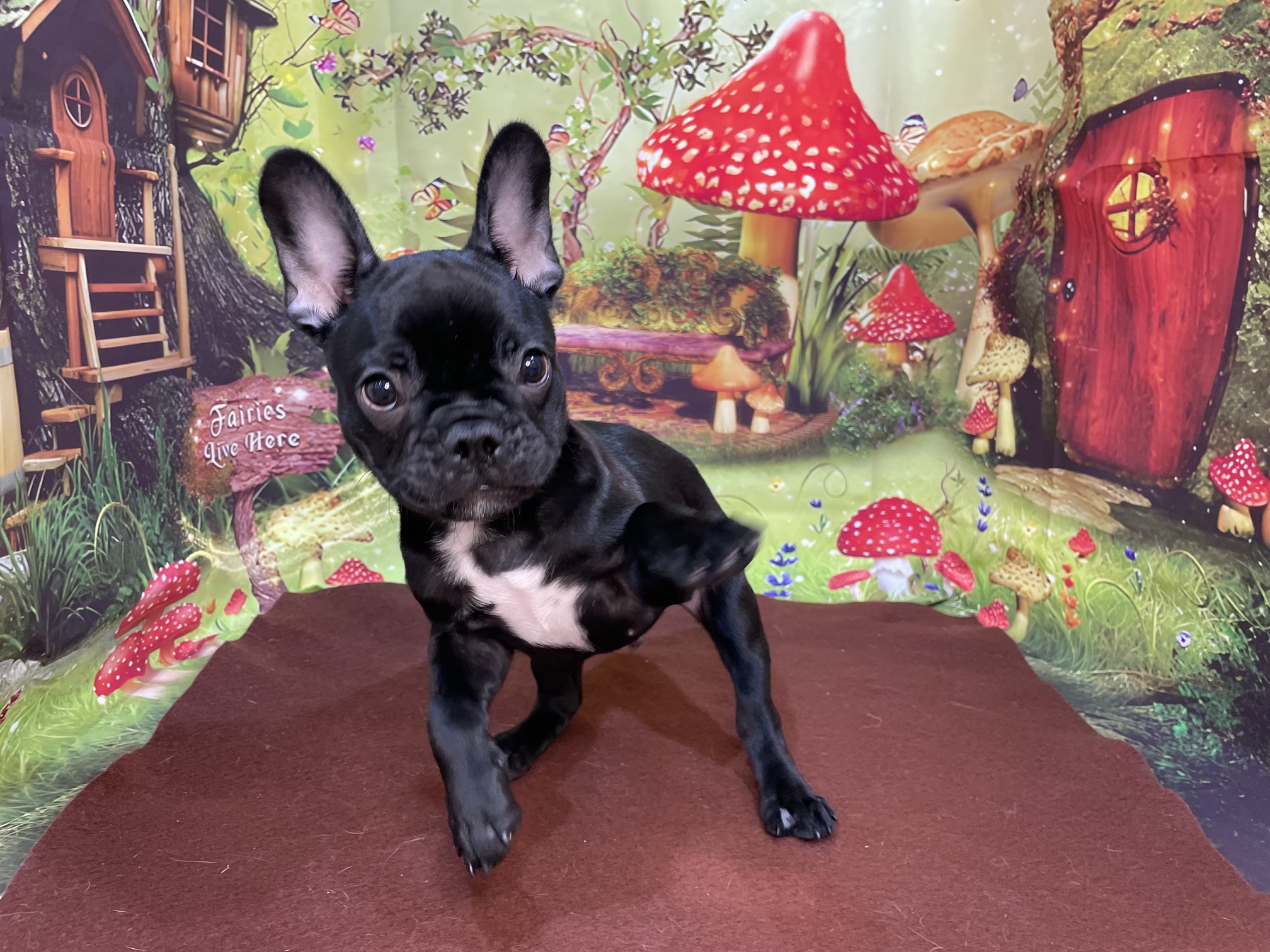 奈良県のフレンチブルドッグ (マルエスペット ヒルステップ生駒店/2026年1月30日生まれ/男の子/ブリンドル)の子犬の4枚目の画像