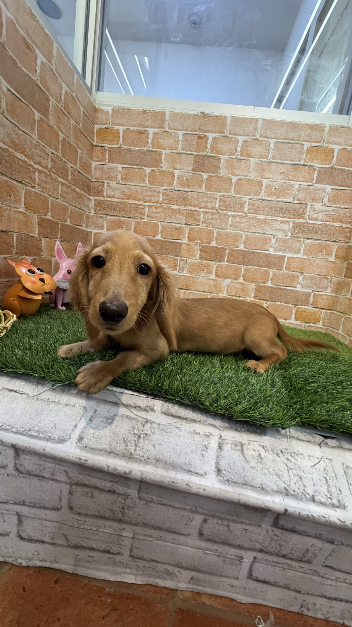 奈良県のミニチュアダックスフンド(ロング) (マルエスペット 押熊店/2025年12月11日生まれ/男の子/ゴールド)の子犬の4枚目の画像