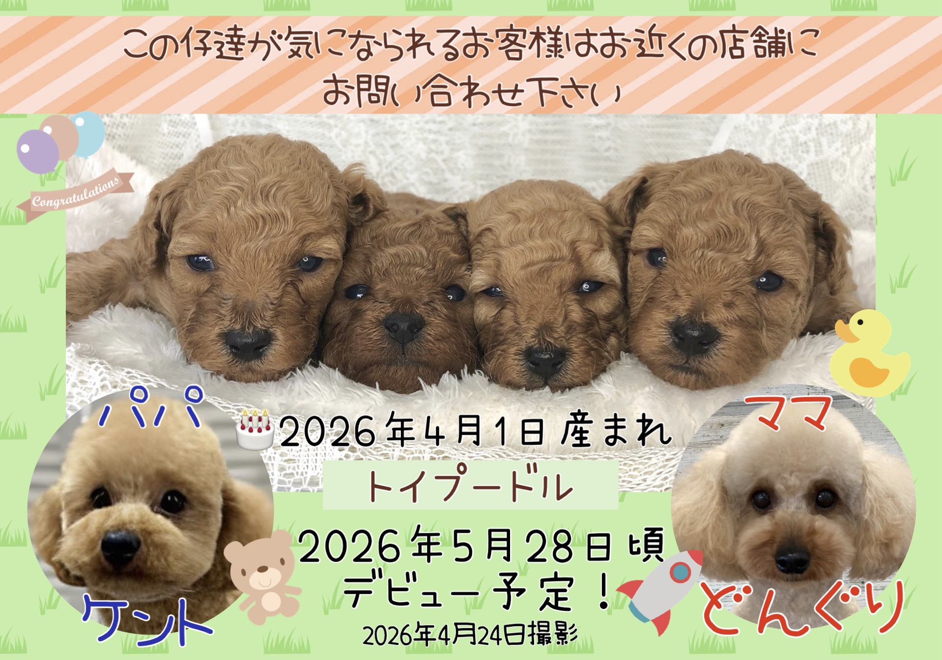 トイプードル | 総合ペットショップ マルエス