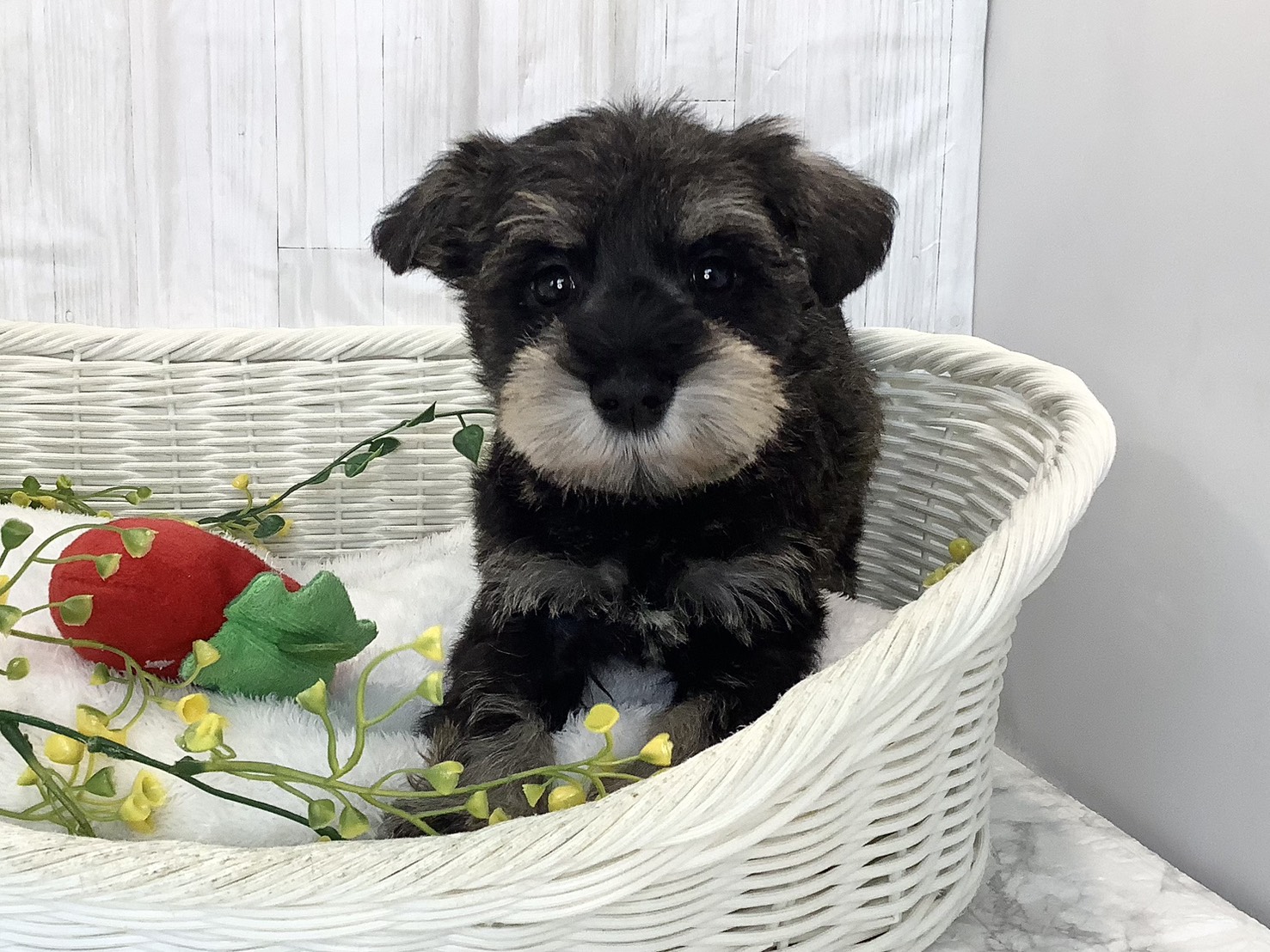 奈良県のミニチュアシュナウザー (マルエスペット ヒルステップ生駒店/2026年2月2日生まれ/女の子/ソルトペッパー)の子犬