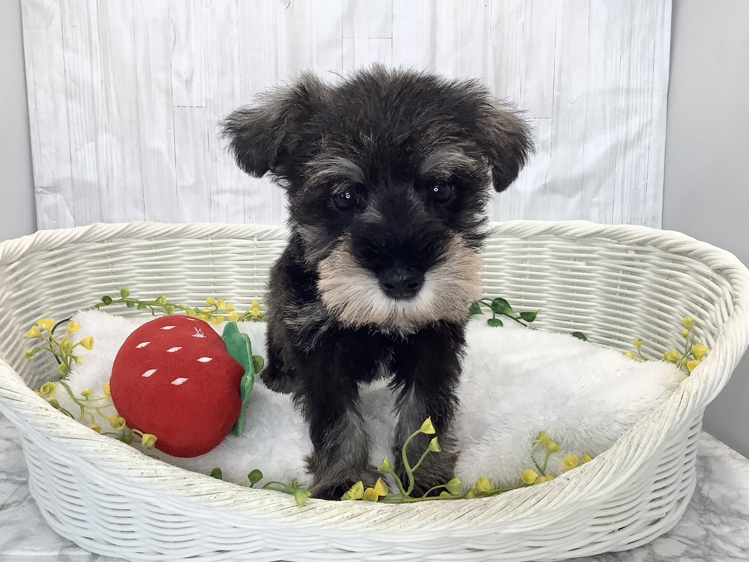 静岡県のミニチュアシュナウザー (マルエスペット富士見台店/2026年2月2日生まれ/女の子/ソルトペッパー)の子犬の1枚目の画像