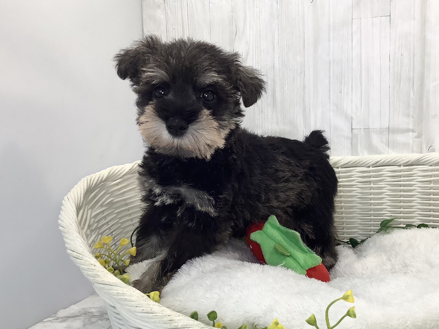 静岡県のミニチュアシュナウザー (マルエスペット富士見台店/2026年2月2日生まれ/女の子/ソルトペッパー)の子犬の3枚目の画像