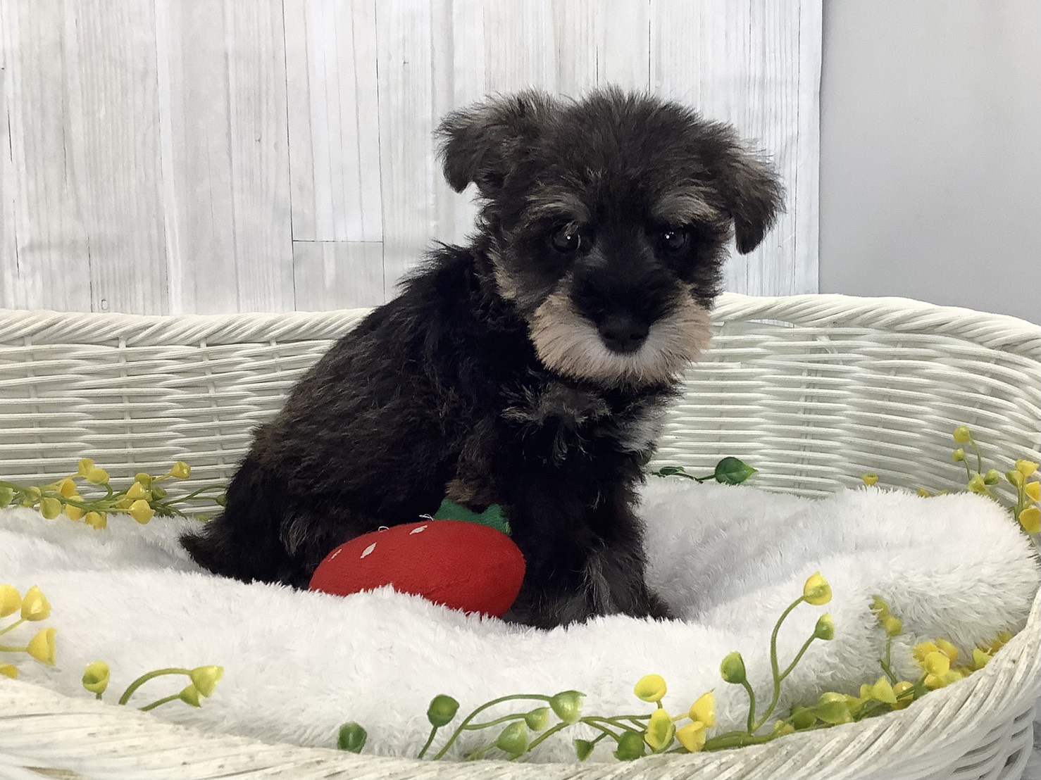 静岡県のミニチュアシュナウザー (マルエスペット富士見台店/2026年2月2日生まれ/女の子/ソルトペッパー)の子犬の2枚目の画像