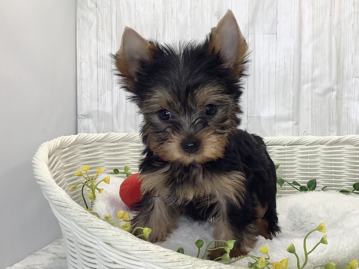 奈良県のヨークシャーテリア (マルエスペット はんな店/2026年2月2日生まれ/男の子/スチールブルータン)の子犬の1枚目の画像