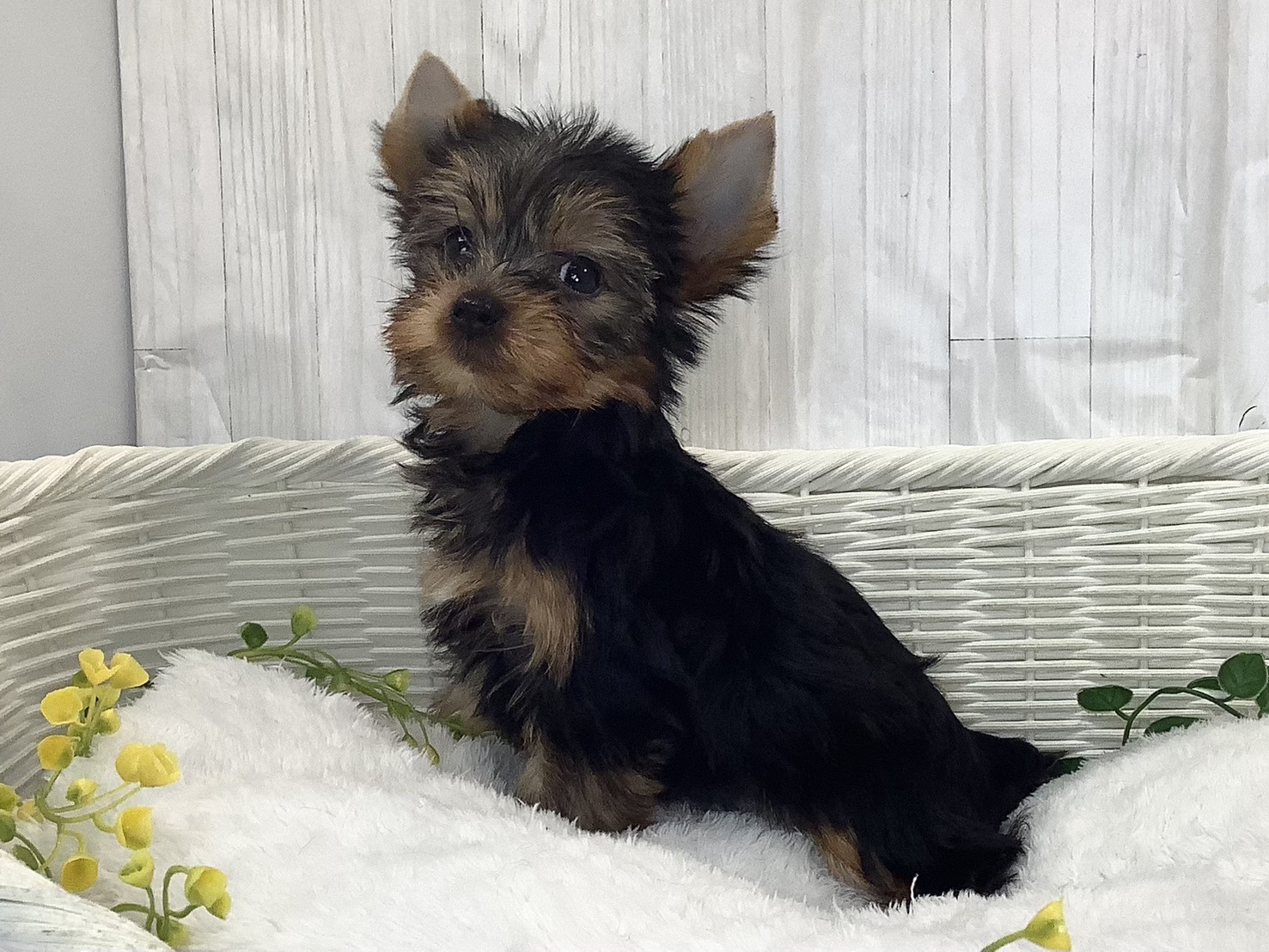 奈良県のヨークシャーテリア (マルエスペット はんな店/2026年2月2日生まれ/男の子/スチールブルータン)の子犬の3枚目の画像