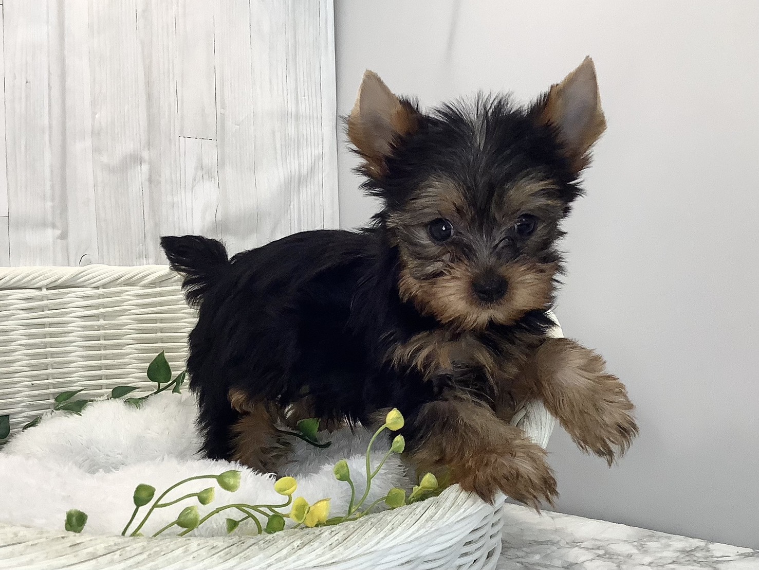 奈良県のヨークシャーテリア (マルエスペット はんな店/2026年2月2日生まれ/男の子/スチールブルータン)の子犬の2枚目の画像