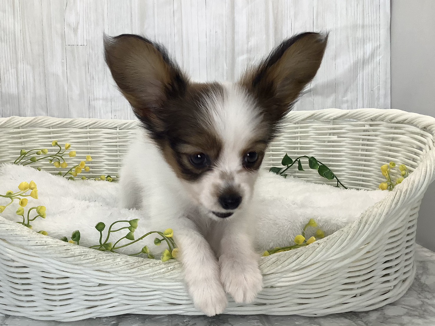 静岡県のパピヨン (マルエスペットホームアシスト店/2026年2月1日生まれ/女の子/ホワイトセーブル)の子犬の1枚目の画像