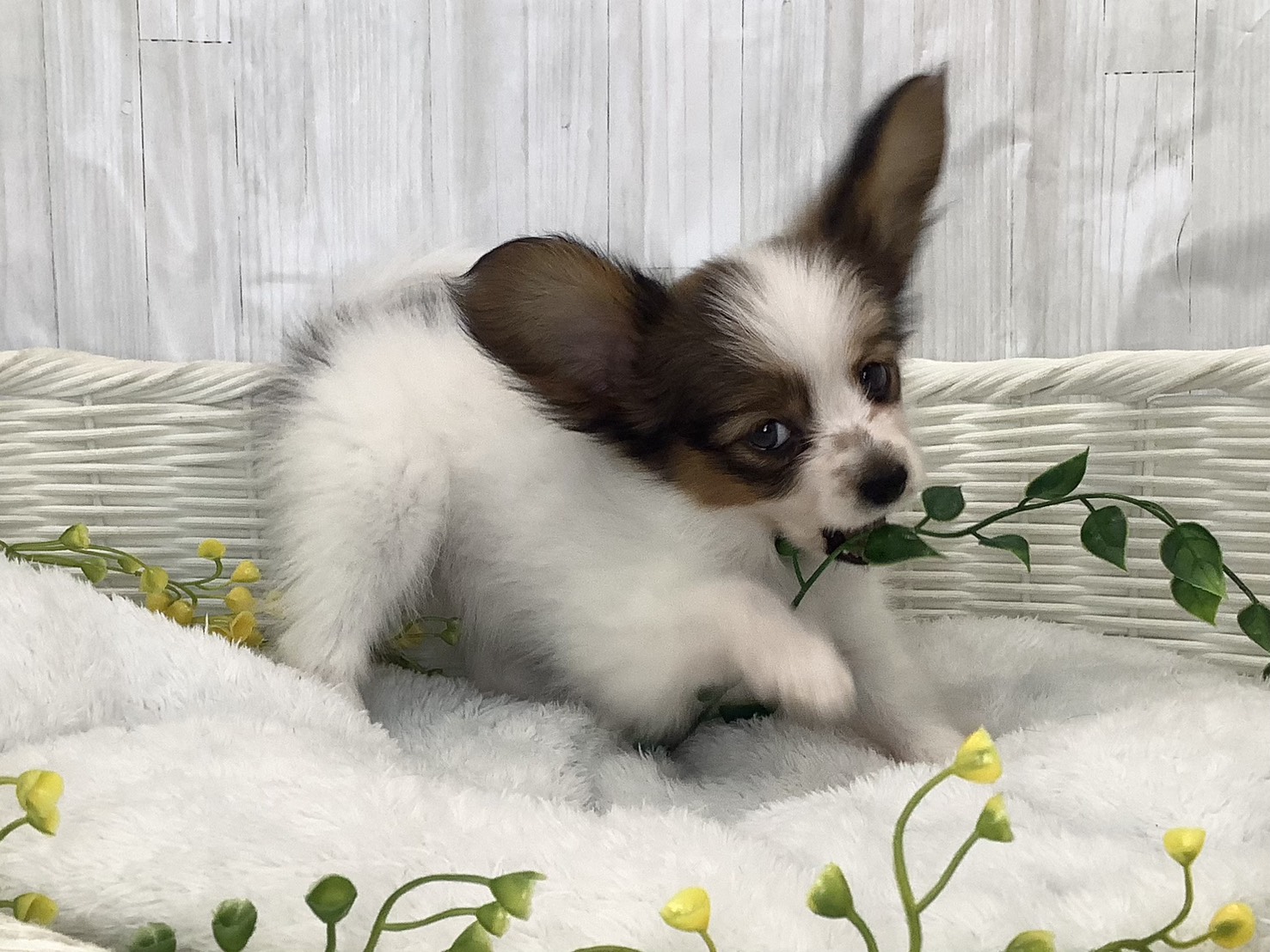 静岡県のパピヨン (マルエスペットホームアシスト店/2026年2月1日生まれ/女の子/ホワイトセーブル)の子犬の2枚目の画像