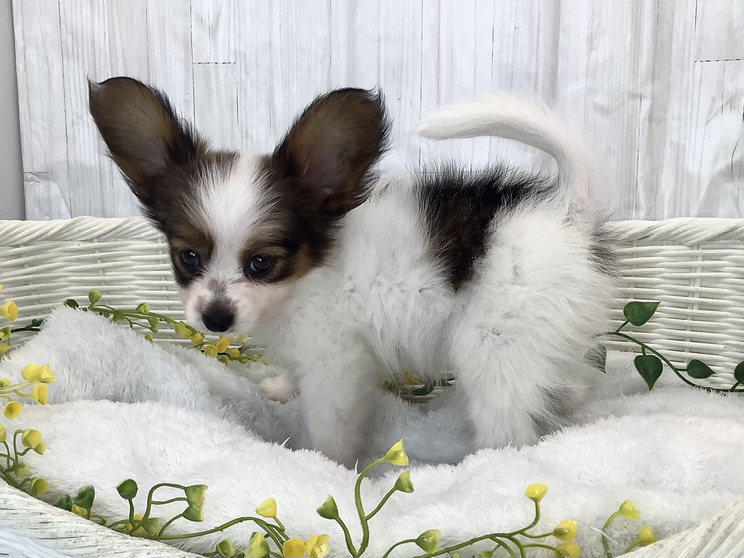 静岡県のパピヨン (マルエスペットホームアシスト店/2026年2月1日生まれ/女の子/ホワイトセーブル)の子犬の3枚目の画像