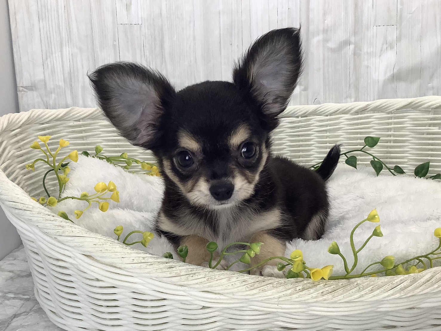 広島県のチワワ(ロング) (マルエスペット広島段原ショッピングセンター店/2026年1月31日生まれ/女の子/ブラッククリーム)の子犬の1枚目の画像
