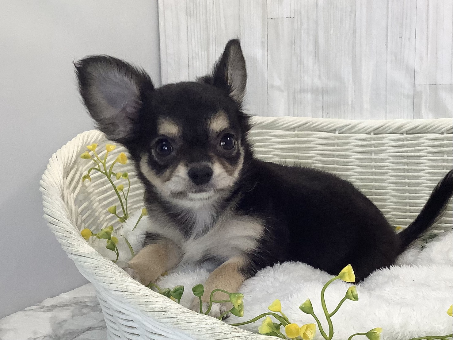 広島県のチワワ(ロング) (マルエスペット広島段原ショッピングセンター店/2026年1月31日生まれ/女の子/ブラッククリーム)の子犬の3枚目の画像