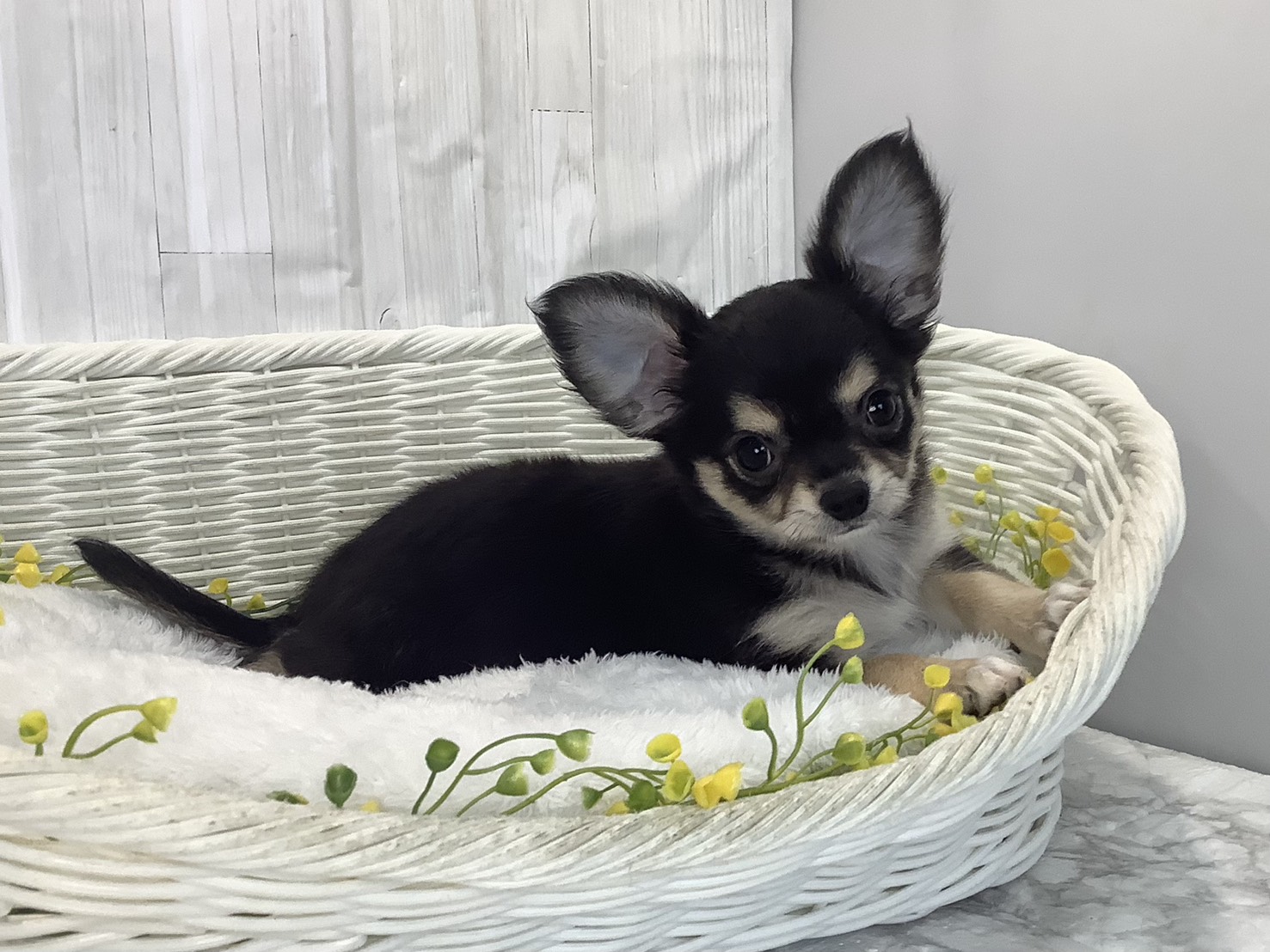 広島県のチワワ(ロング) (マルエスペット広島段原ショッピングセンター店/2026年1月31日生まれ/女の子/ブラッククリーム)の子犬の2枚目の画像