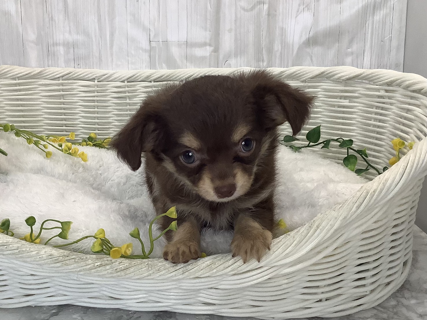静岡県のチワワ(ロング) (マルエスペットホームアシスト店/2026年2月2日生まれ/女の子/チョコレートクリーム)の子犬の1枚目の画像