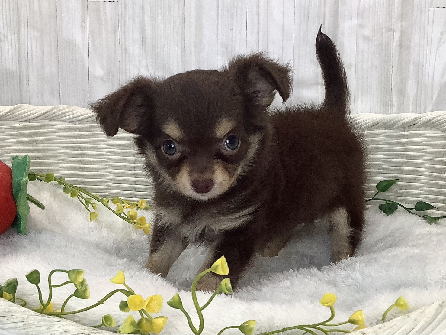 静岡県のチワワ(ロング) (マルエスペットホームアシスト店/2026年2月2日生まれ/女の子/チョコレートクリーム)の子犬の3枚目の画像