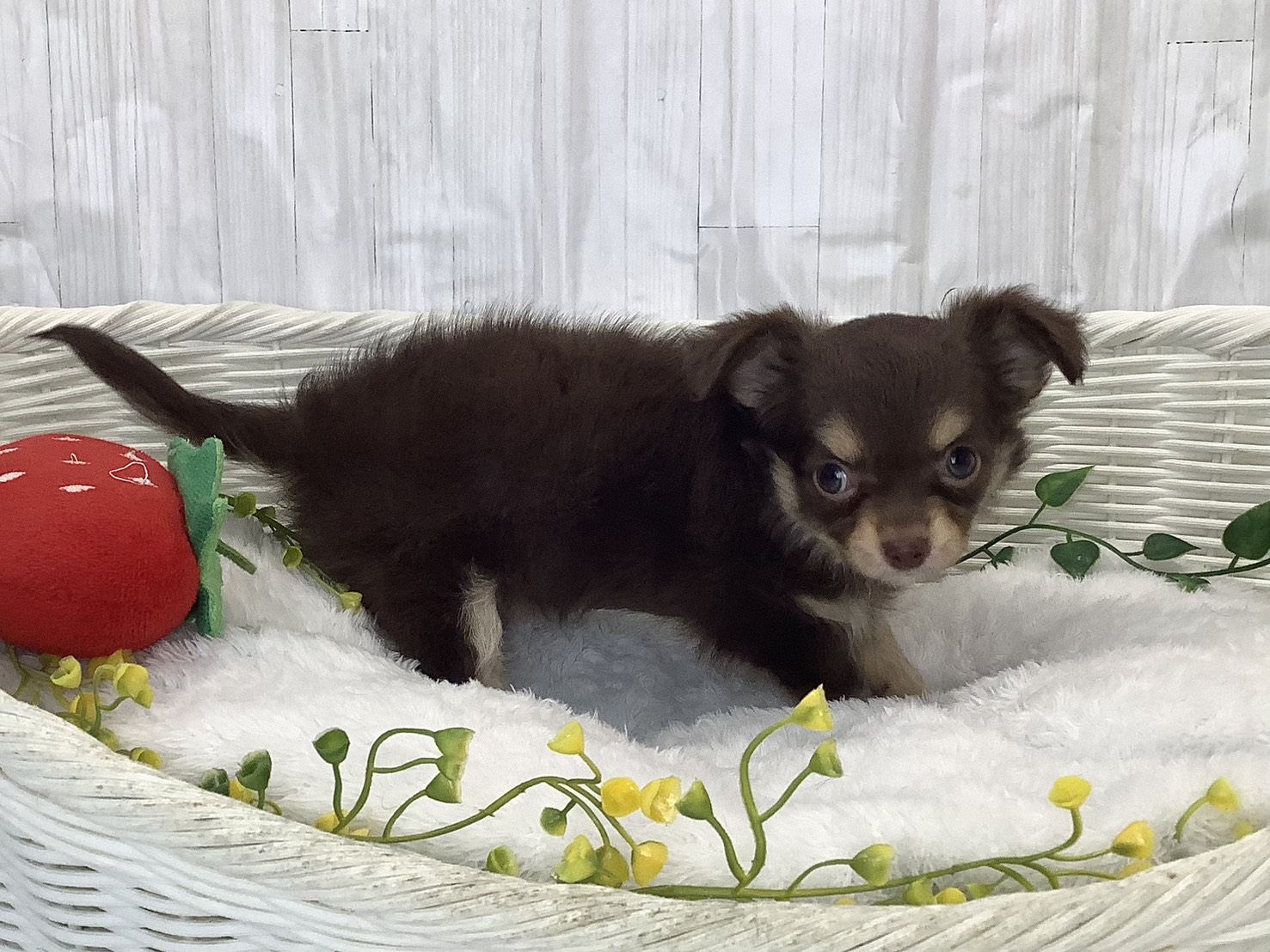 静岡県のチワワ(ロング) (マルエスペットホームアシスト店/2026年2月2日生まれ/女の子/チョコレートクリーム)の子犬の2枚目の画像