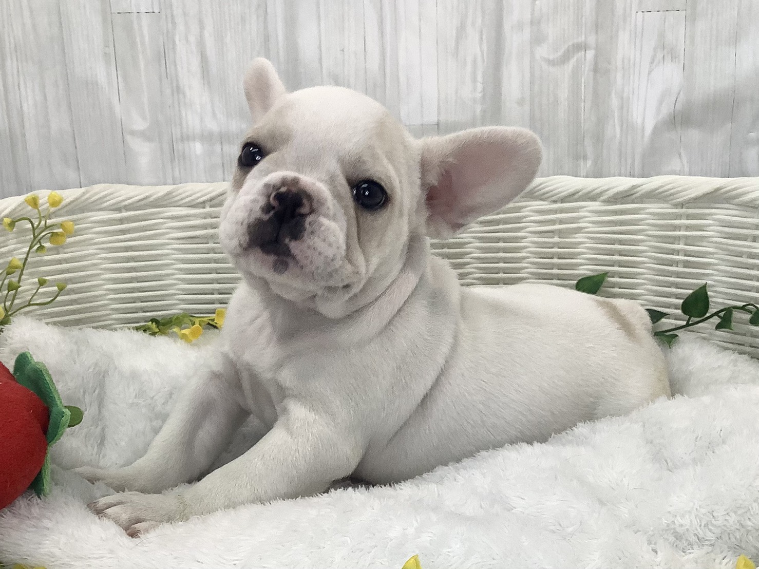 静岡県のフレンチブルドッグ (マルエスペットホームアシスト店/2026年1月28日生まれ/女の子/クリーム)の子犬の3枚目の画像