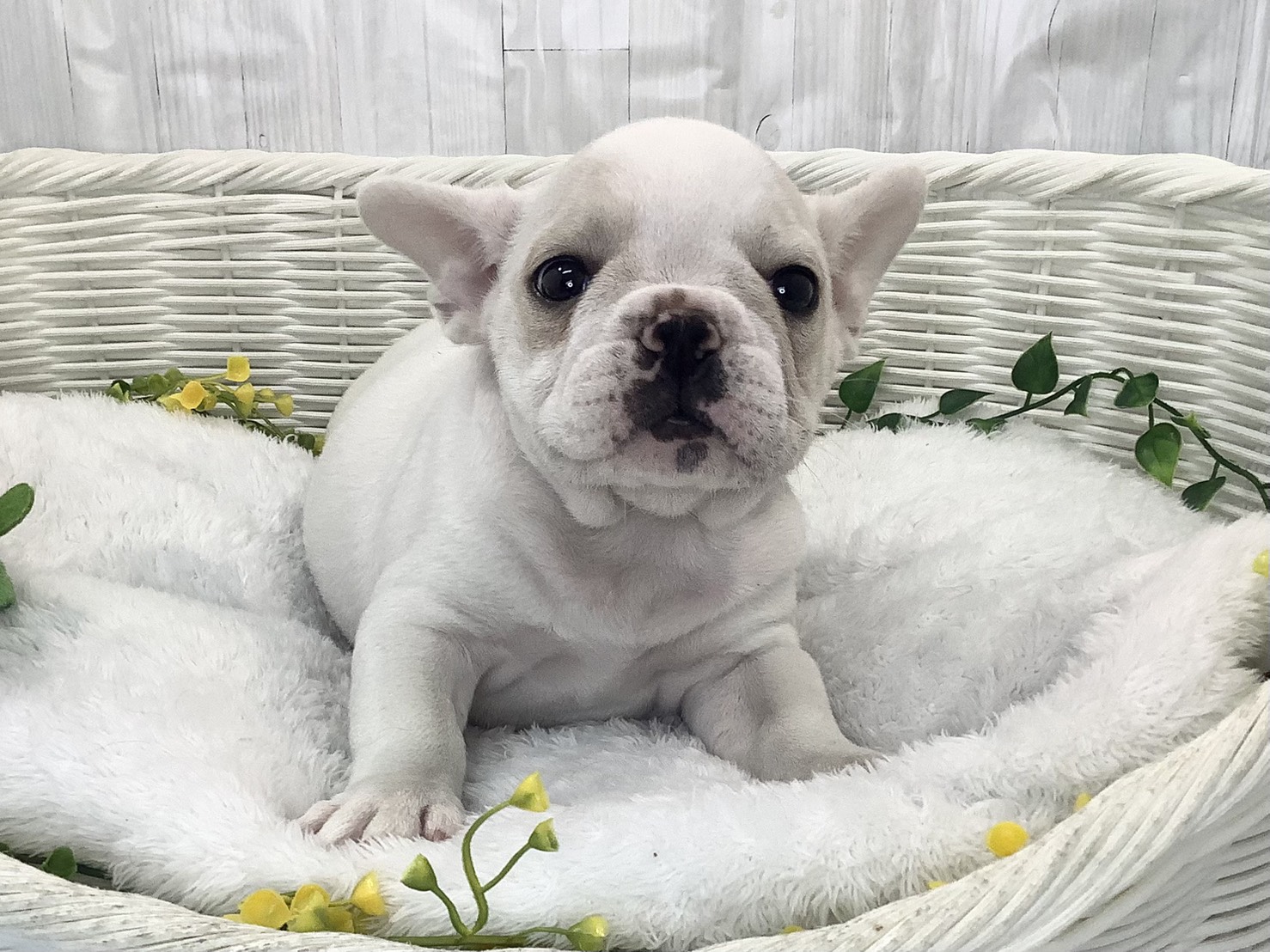 静岡県のフレンチブルドッグ (マルエスペットホームアシスト店/2026年1月28日生まれ/女の子/クリーム)の子犬の1枚目の画像