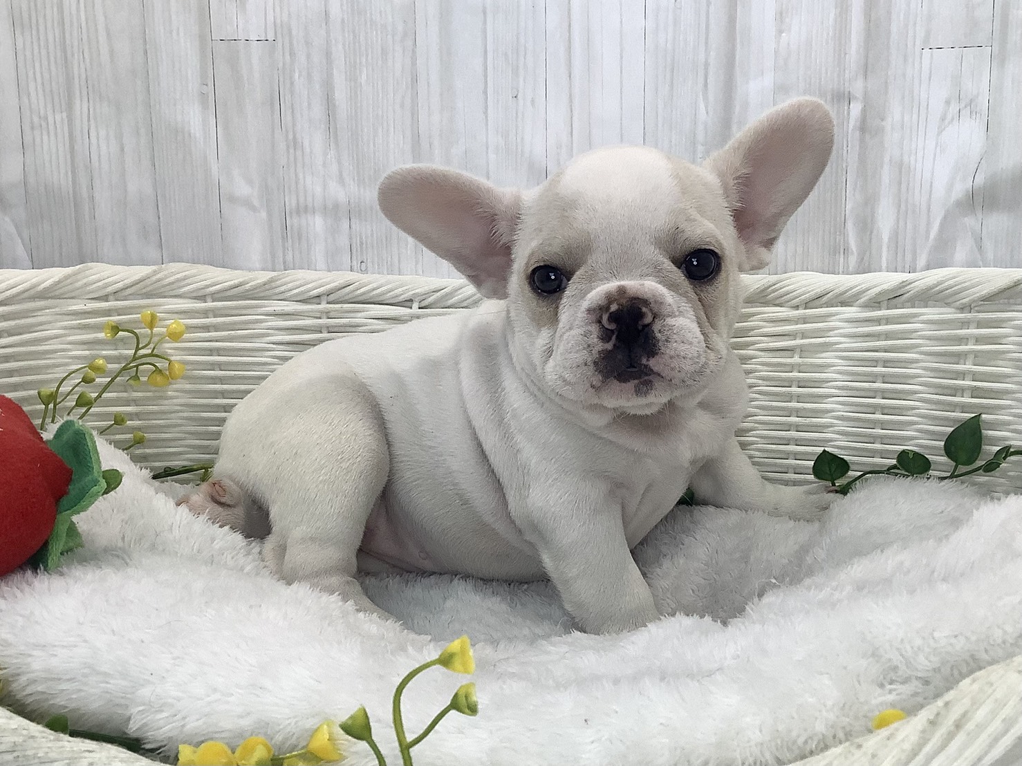 静岡県のフレンチブルドッグ (マルエスペットホームアシスト店/2026年1月28日生まれ/女の子/クリーム)の子犬の2枚目の画像