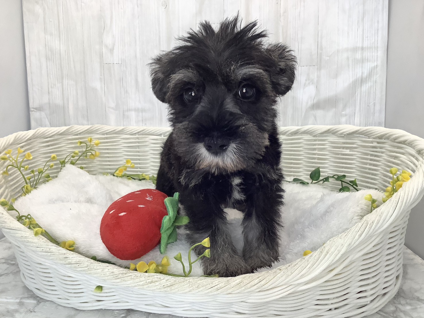 奈良県のミニチュアシュナウザー (マルエスペット いかるが店/2026年2月2日生まれ/男の子/ソルトペッパー)の子犬の1枚目の画像