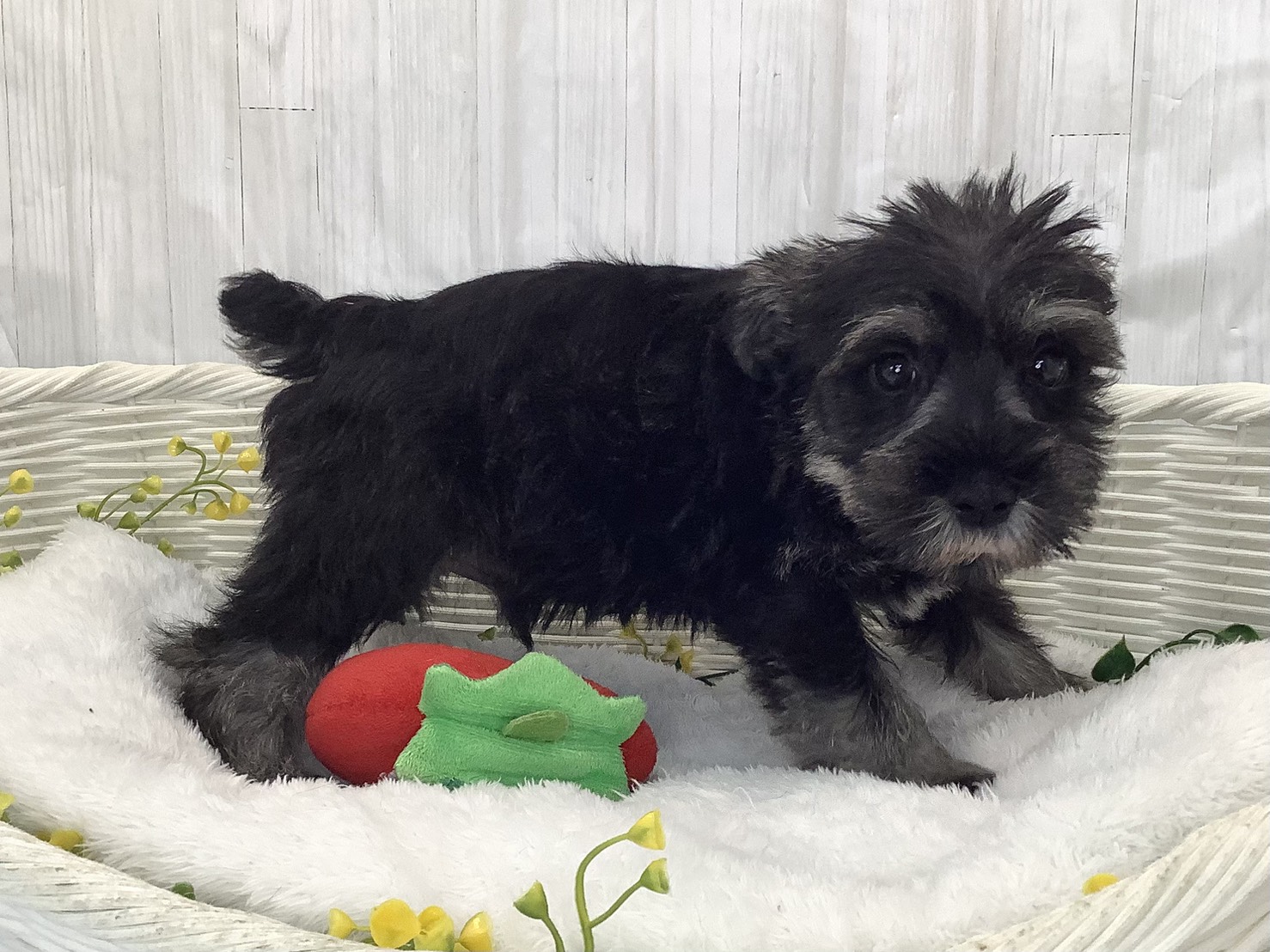 奈良県のミニチュアシュナウザー (マルエスペット いかるが店/2026年2月2日生まれ/男の子/ソルトペッパー)の子犬の2枚目の画像