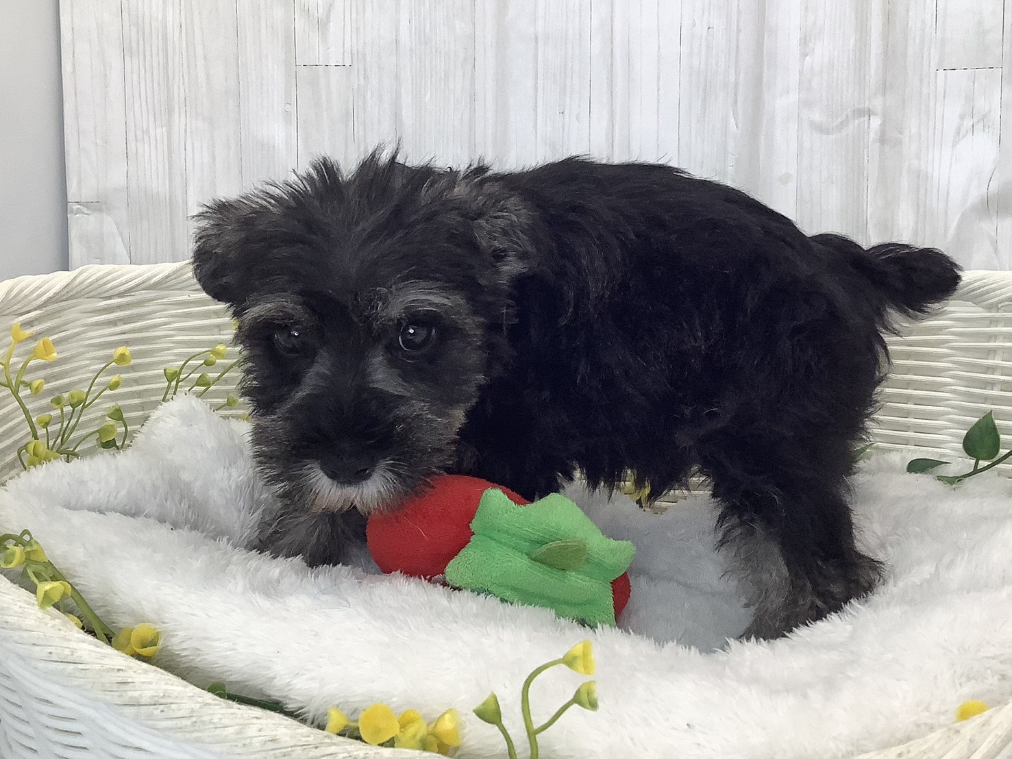 奈良県のミニチュアシュナウザー (マルエスペット いかるが店/2026年2月2日生まれ/男の子/ソルトペッパー)の子犬の3枚目の画像