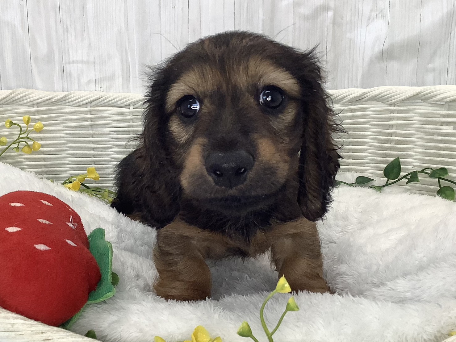 神奈川県のカニンヘンダックスフンド(ロング) (マルエスペット相模大野店/2026年2月2日生まれ/男の子/シェーデットレッド)の子犬