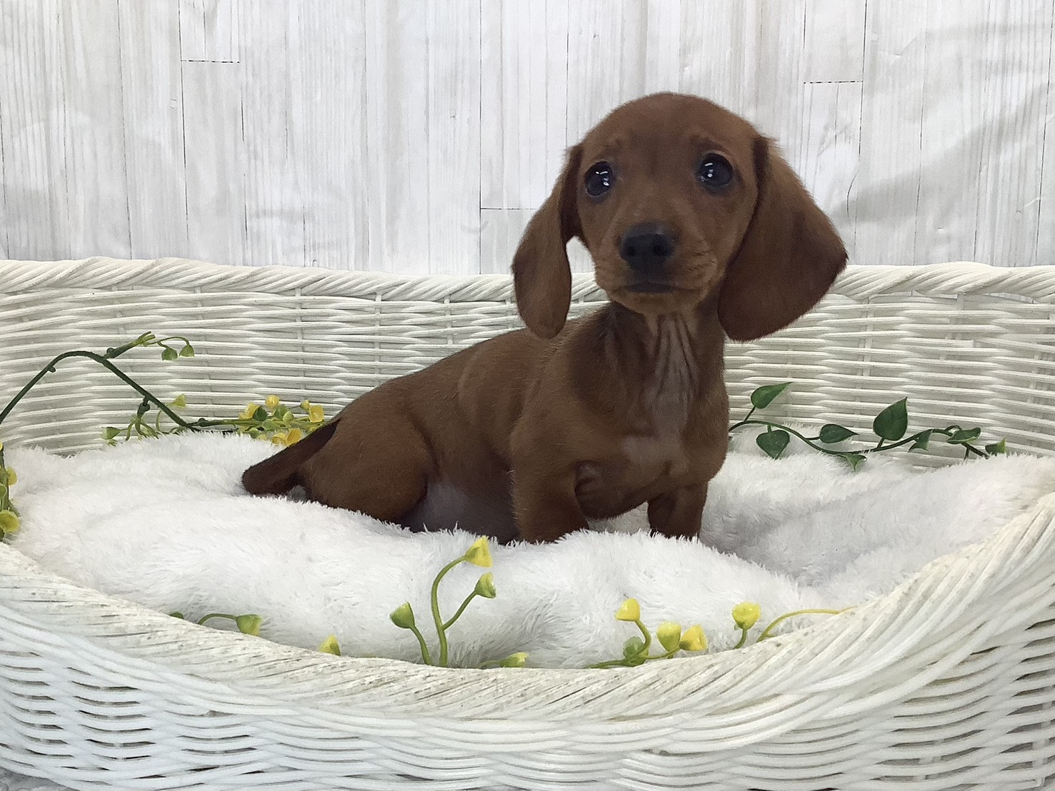 奈良県のカニンヘンダックスフンド(スムース) (ペットアミ生駒店/2026年1月29日生まれ/女の子/レッド)の子犬の2枚目の画像