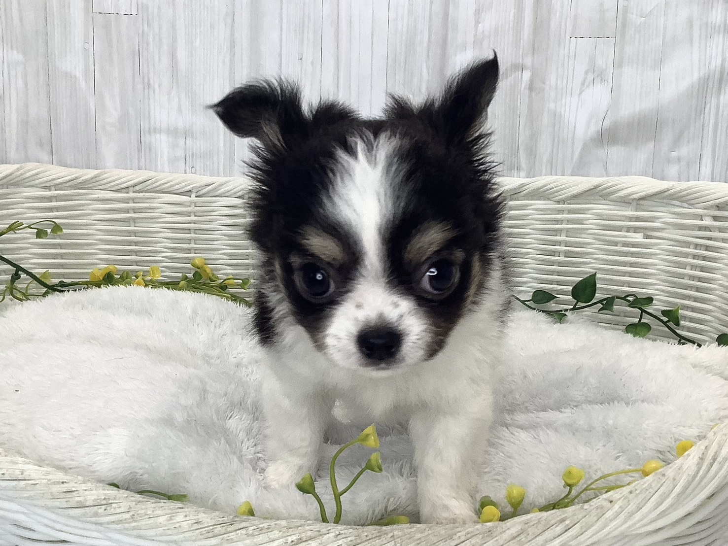 奈良県のチワワ(ロング) (マルエスペット はんな店/2026年1月30日生まれ/男の子/ホワイトブラック/クリーム)の子犬の1枚目の画像