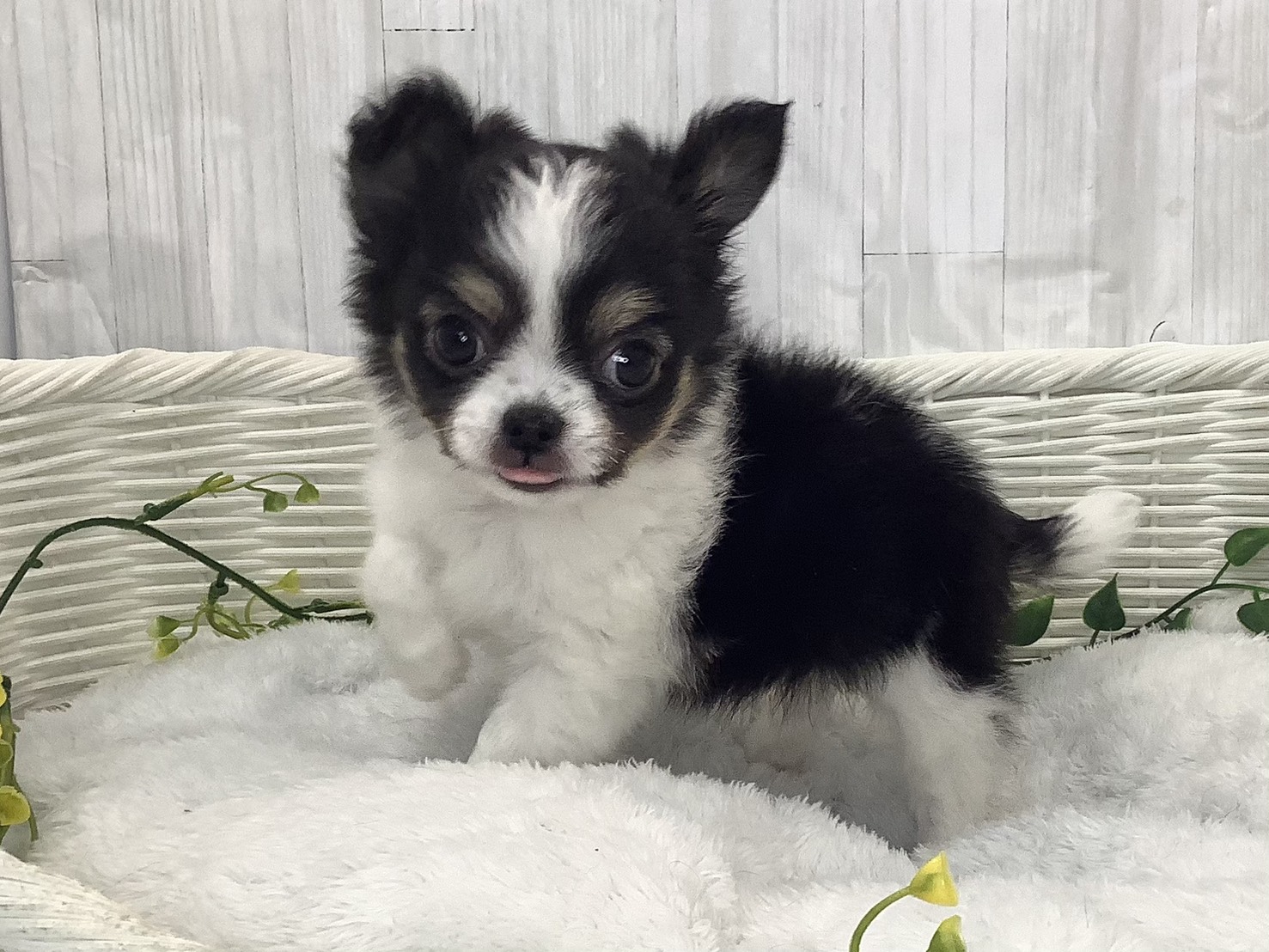 奈良県のチワワ(ロング) (マルエスペット はんな店/2026年1月30日生まれ/男の子/ホワイトブラック/クリーム)の子犬の3枚目の画像