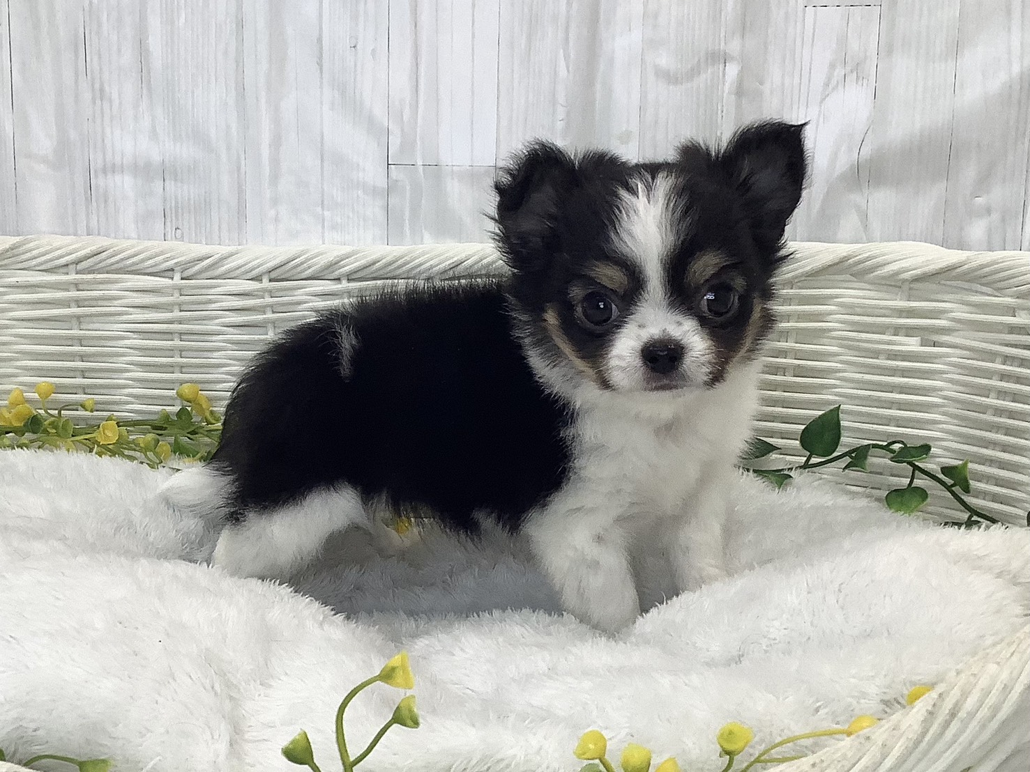 奈良県のチワワ(ロング) (マルエスペット はんな店/2026年1月30日生まれ/男の子/ホワイトブラック/クリーム)の子犬の2枚目の画像
