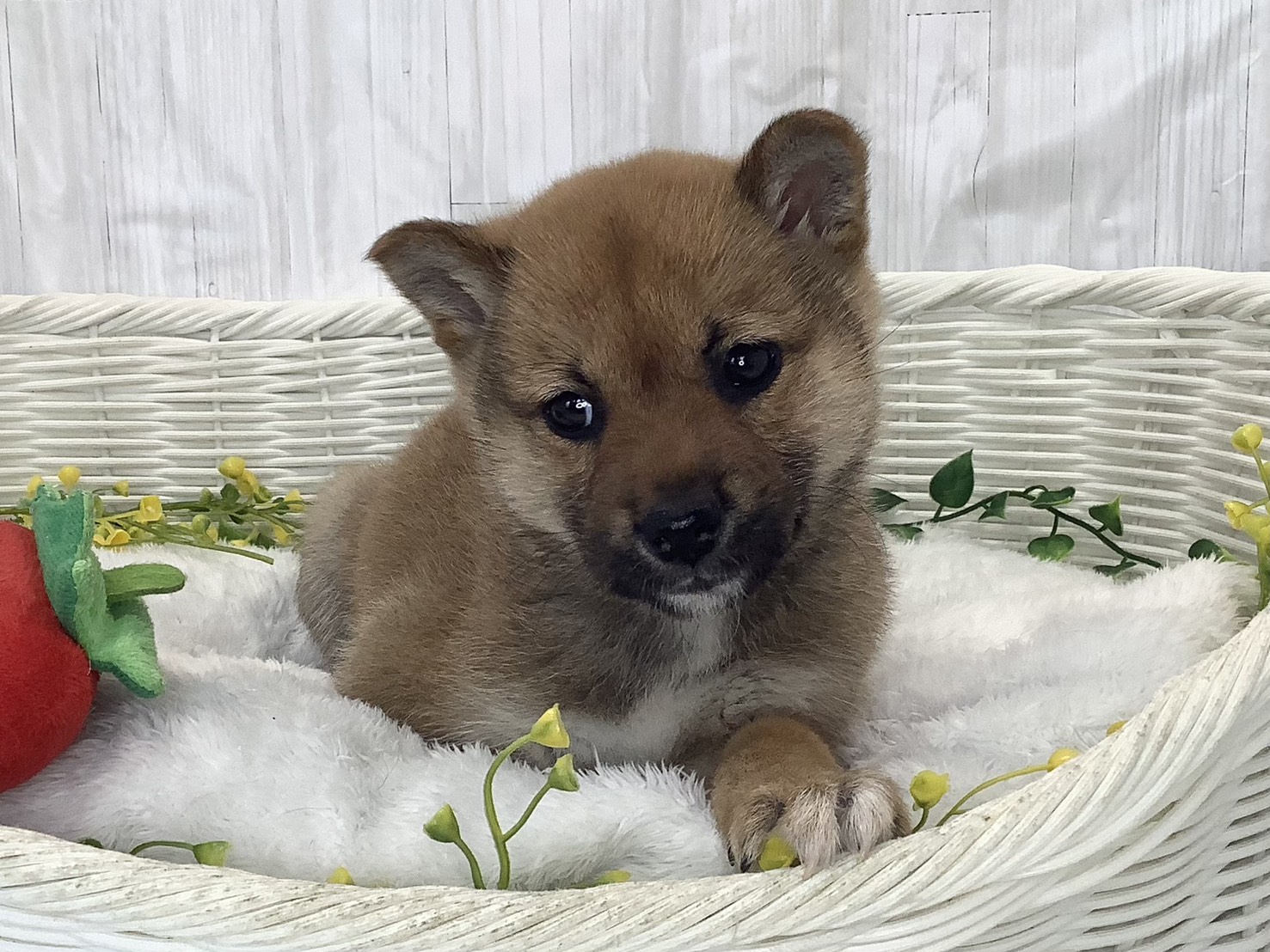 奈良県の柴犬(標準サイズ) (ペットアミ生駒店/2026年2月1日生まれ/男の子/赤)の子犬