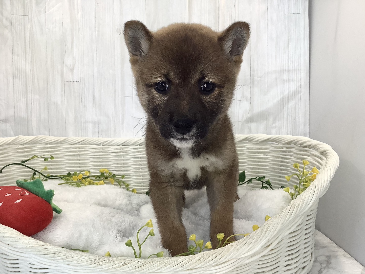 静岡県の柴犬(標準サイズ) (マルエスペット御殿場店/2026年2月1日生まれ/女の子/赤)の子犬の1枚目の画像
