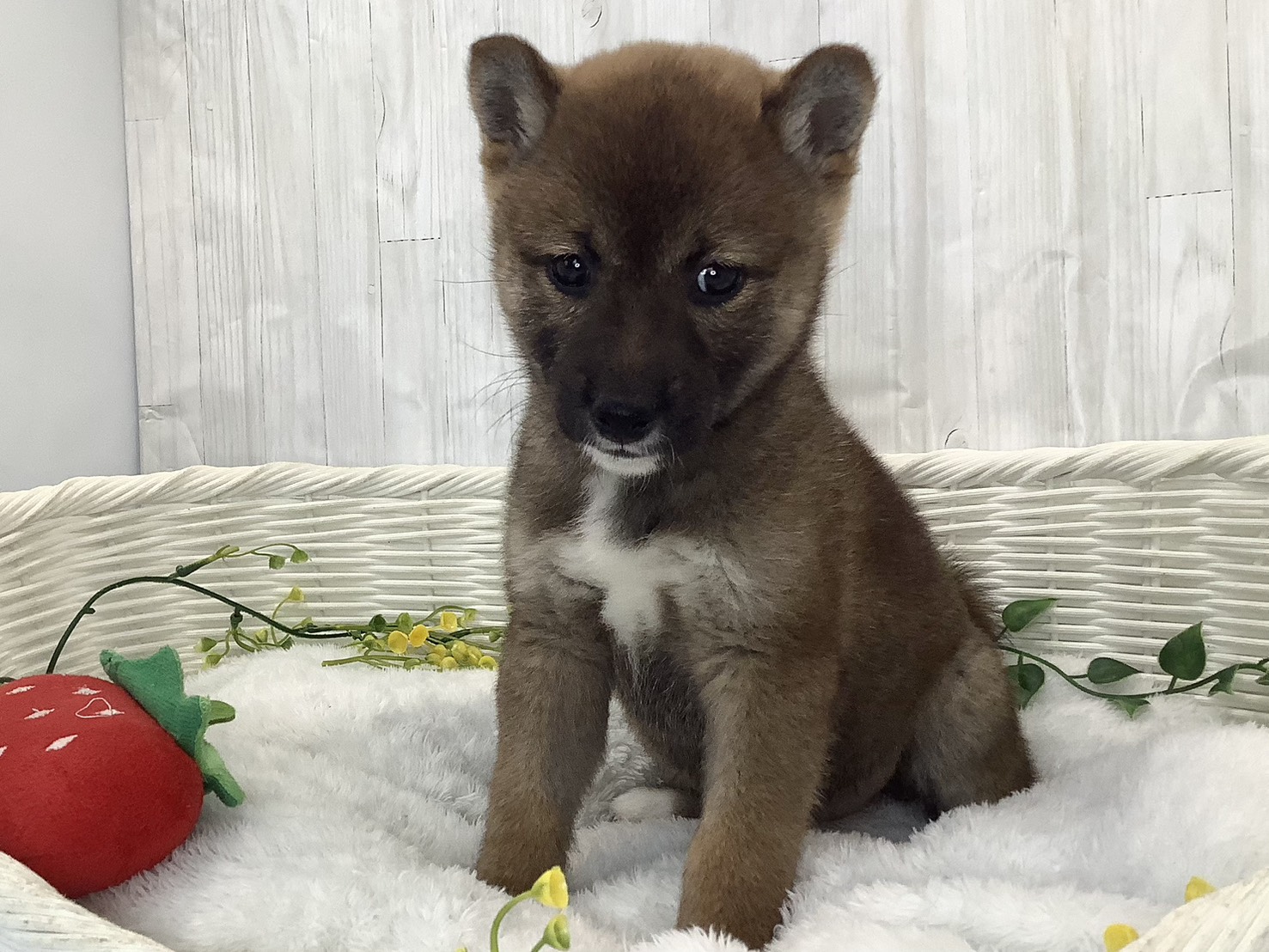 静岡県の柴犬(標準サイズ) (マルエスペット御殿場店/2026年2月1日生まれ/女の子/赤)の子犬の3枚目の画像