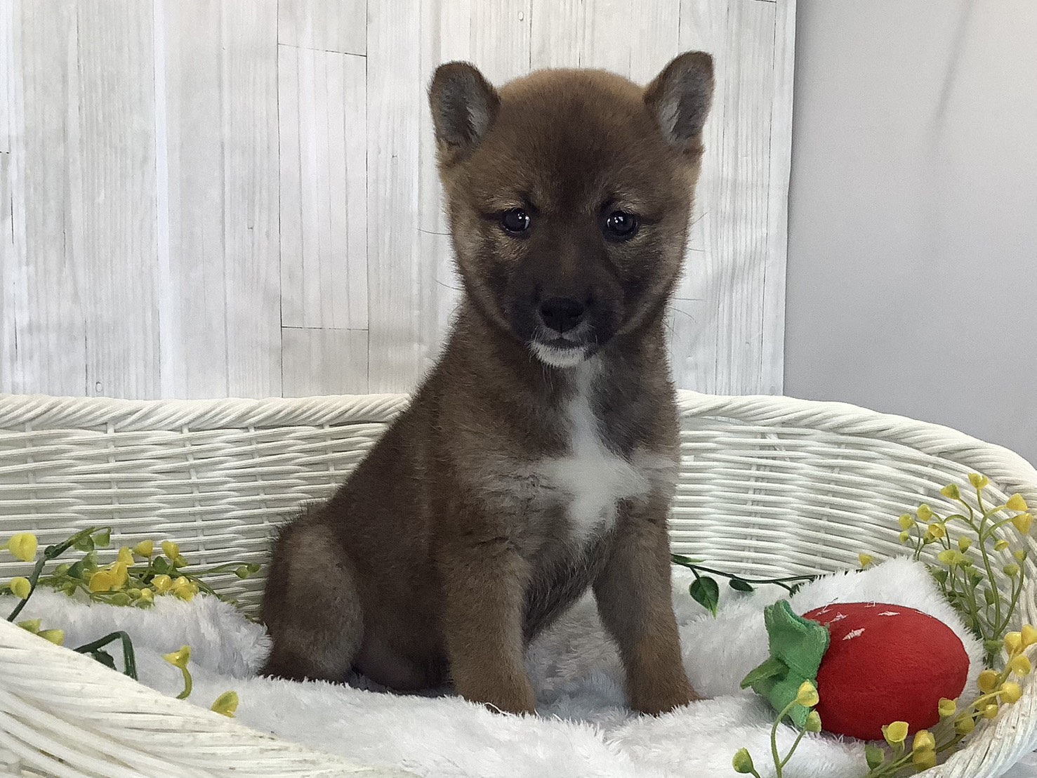 静岡県の柴犬(標準サイズ) (マルエスペット御殿場店/2026年2月1日生まれ/女の子/赤)の子犬の2枚目の画像