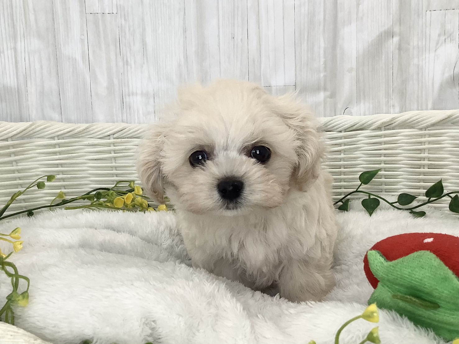 奈良県のチワプー/プーチー(チワワ×プードル) (マルエスペット 富雄店/2026年1月29日生まれ/男の子/クリーム)の子犬の1枚目の画像