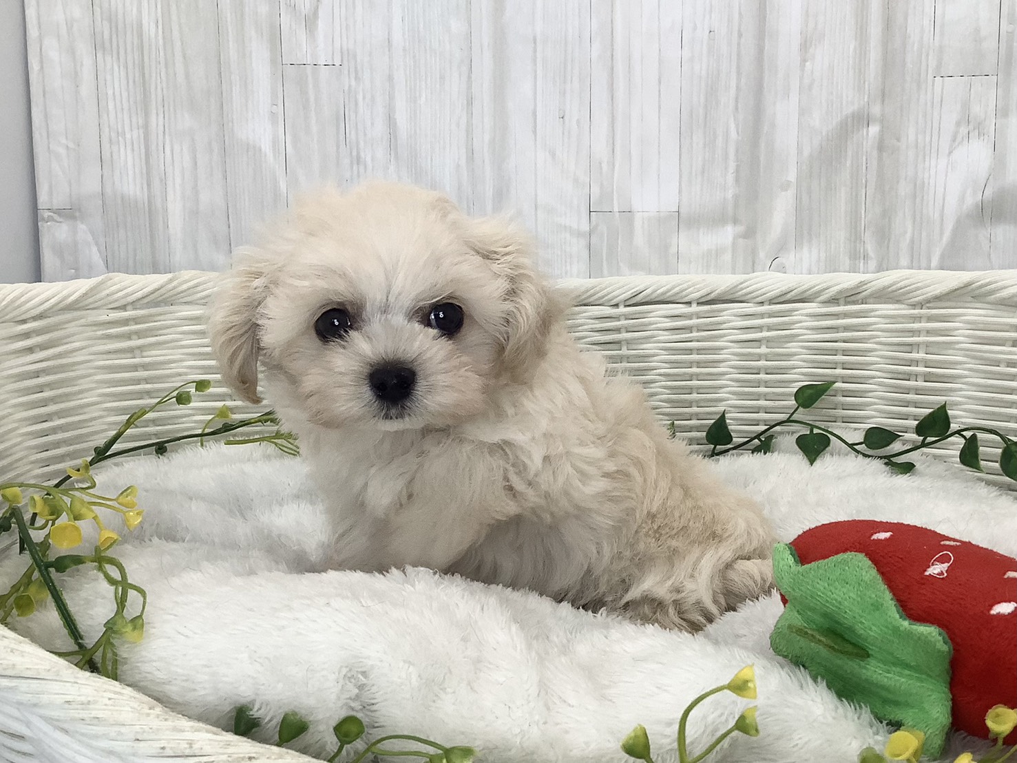 奈良県のチワプー/プーチー(チワワ×プードル) (マルエスペット 富雄店/2026年1月29日生まれ/男の子/クリーム)の子犬の3枚目の画像