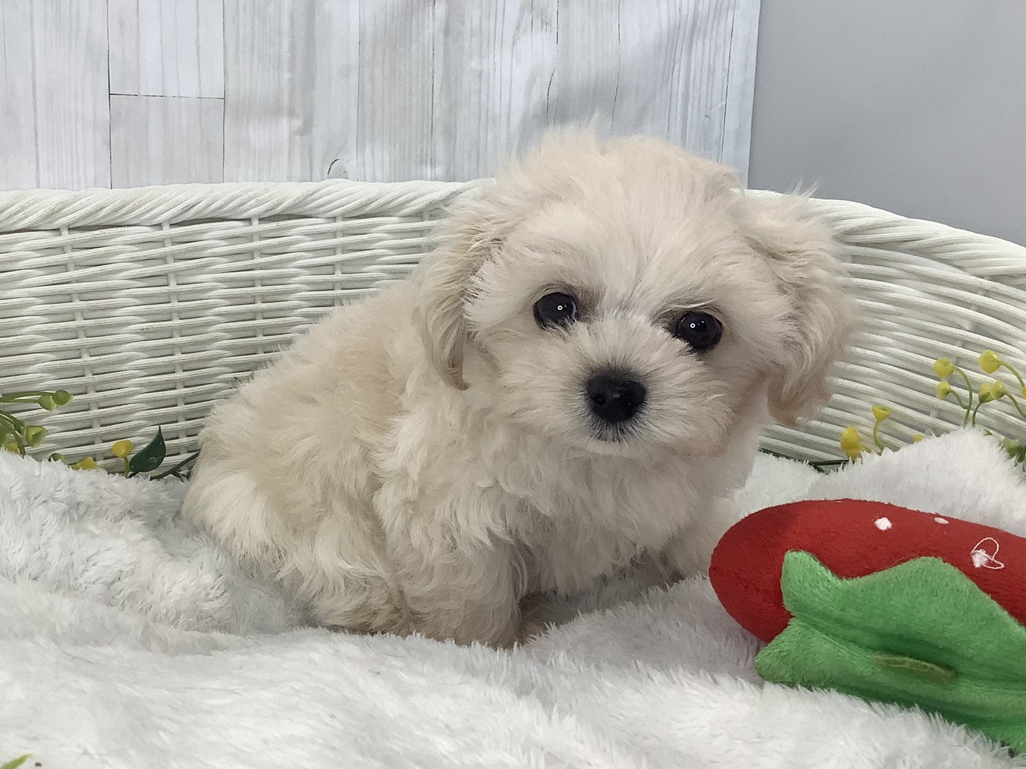 奈良県のチワプー/プーチー(チワワ×プードル) (マルエスペット 富雄店/2026年1月29日生まれ/男の子/クリーム)の子犬の2枚目の画像