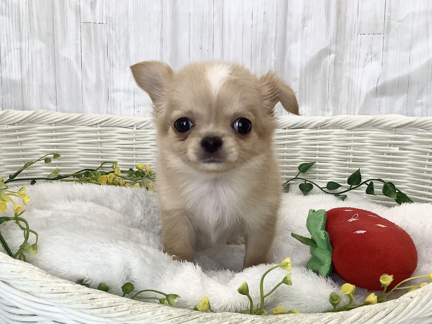 静岡県のチワワ(ロング) (マルエスペット島田店/2026年1月30日生まれ/男の子/フォーンホワイト)の子犬の1枚目の画像