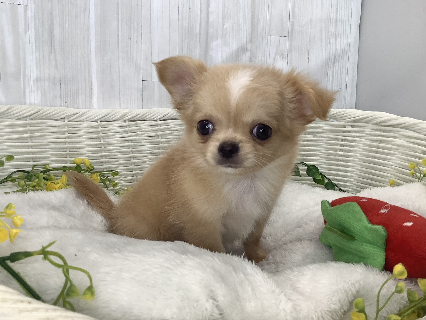 静岡県のチワワ(ロング) (マルエスペット島田店/2026年1月30日生まれ/男の子/フォーンホワイト)の子犬の2枚目の画像