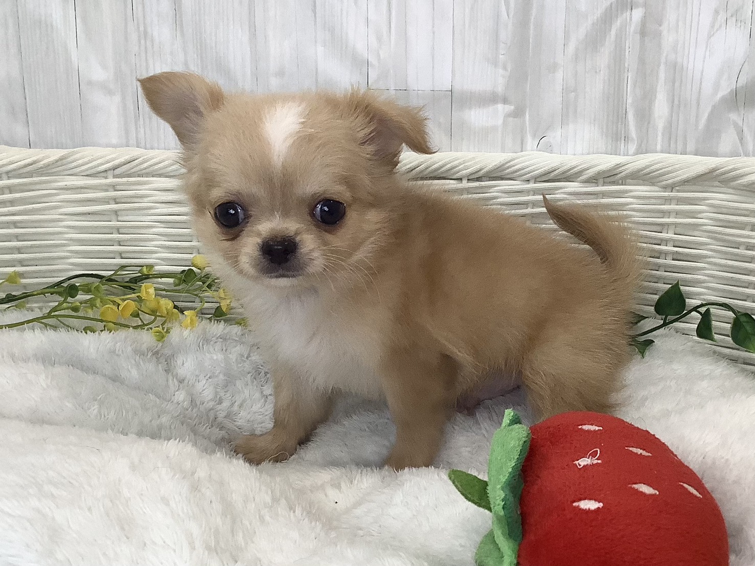 静岡県のチワワ(ロング) (マルエスペット島田店/2026年1月30日生まれ/男の子/フォーンホワイト)の子犬の3枚目の画像