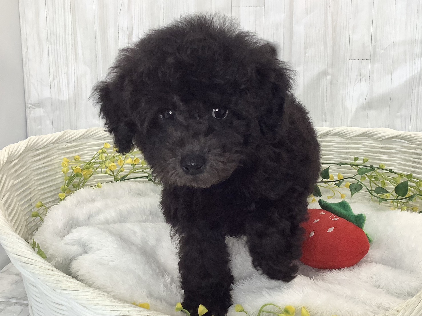 奈良県のトイプードル(トイ) (マルエスペット はんな店/2026年1月27日生まれ/男の子/グレー)の子犬の1枚目の画像